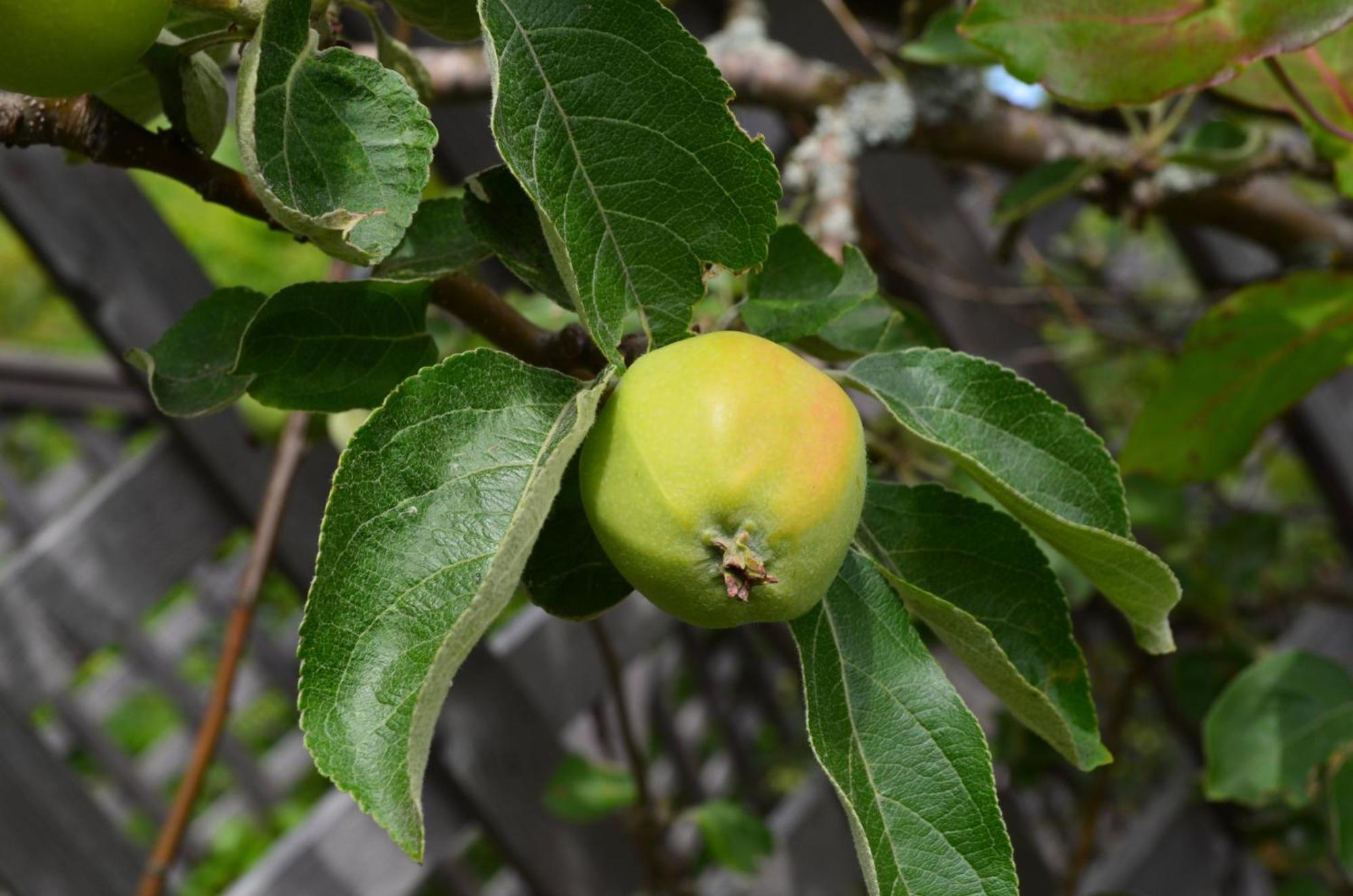 לינה וארוחת בוקר Härnösand Soergardens Logi מראה חיצוני תמונה